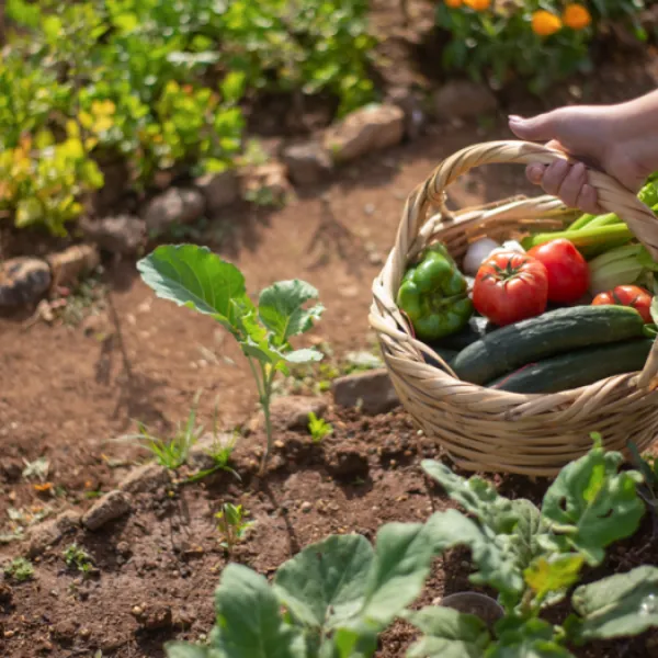 Hand trägt Gemüsekorb in Gemüsebeet Atmosphäre