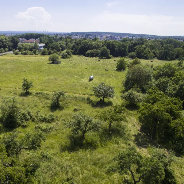 Grundstück Wiese Grün