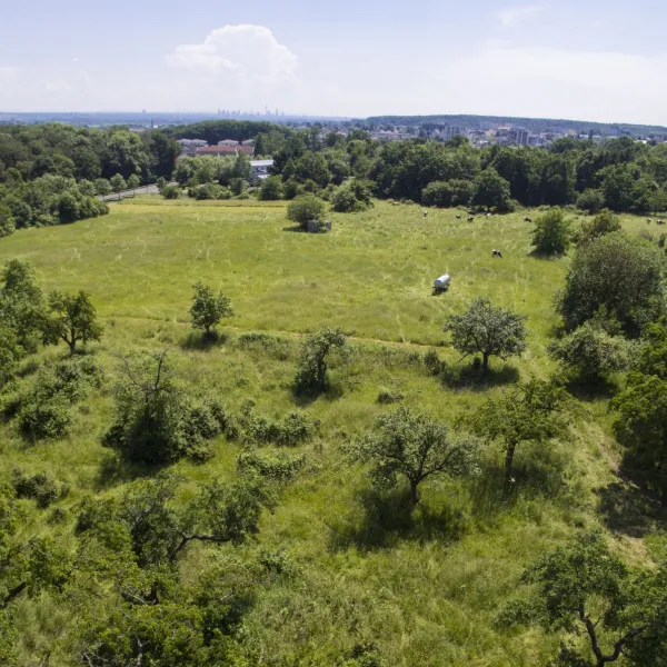 Ein naturnahes Grundstück mit einer saftig grünen Wiese und Bäumen.